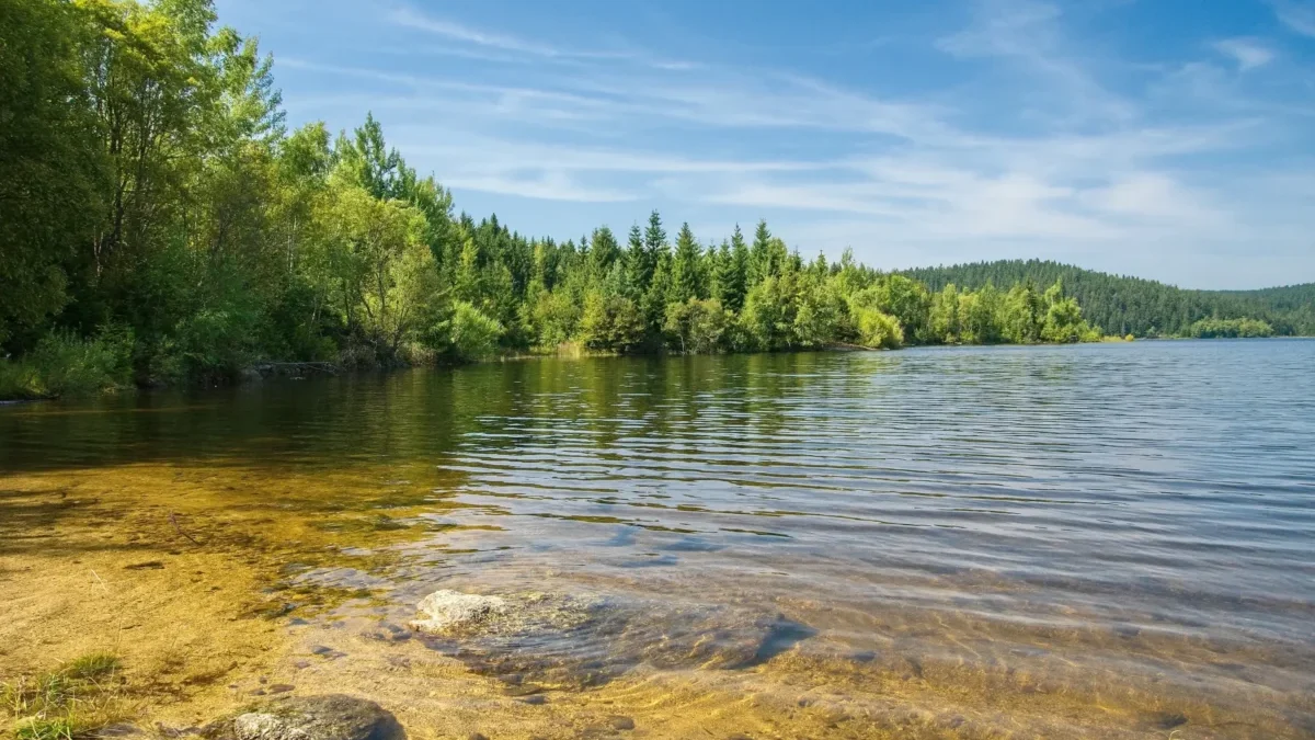 Kolem rybníka jsou stromy.