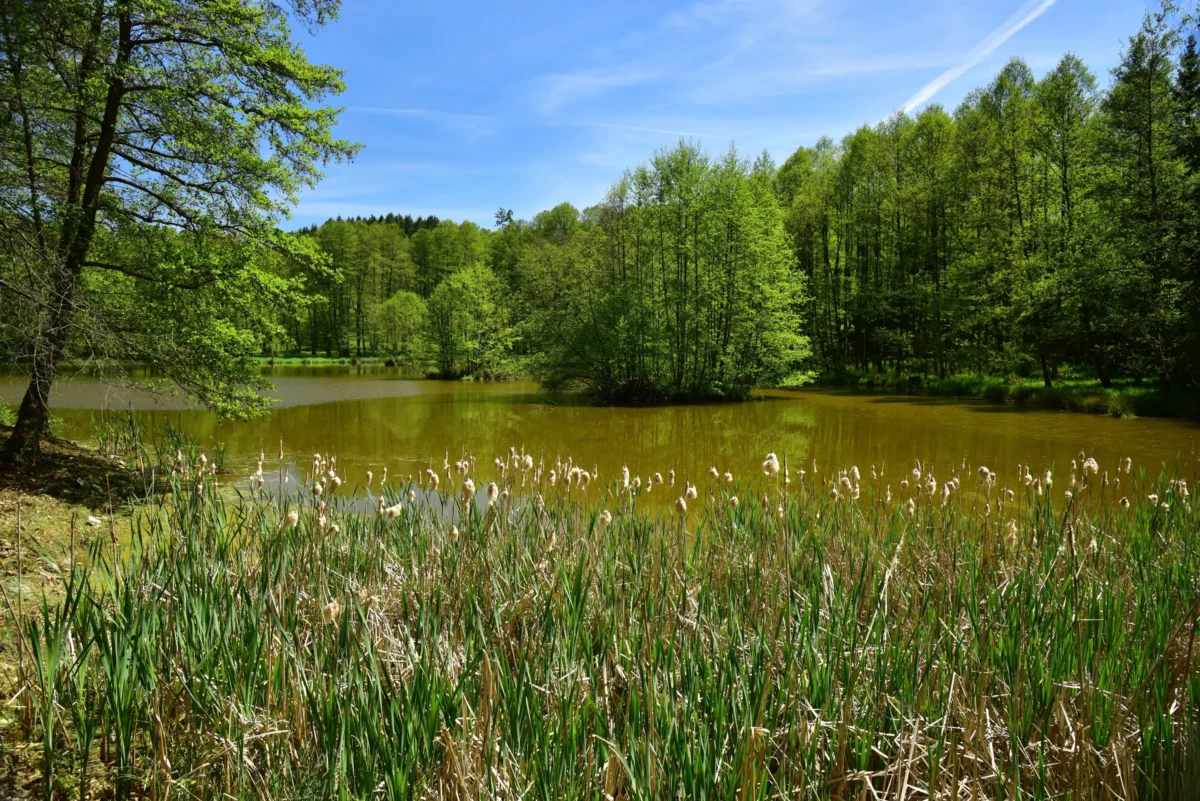 shutterstock_2762745925-2-2 | TVGURU.cz U rybníku roste tráva.
