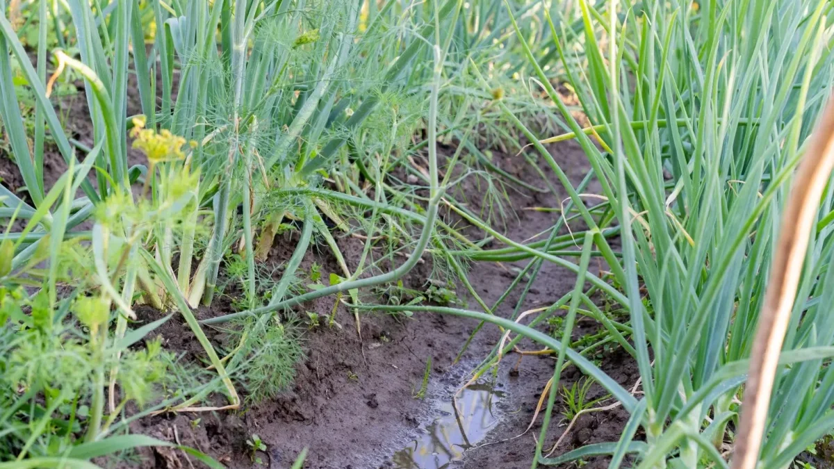 Červen to snad zachrání - záhon cibule po dešti