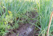 Červen to snad zachrání - záhon cibule po dešti