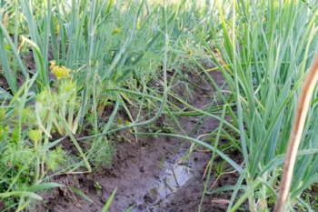 Červen to snad zachrání - záhon cibule po dešti