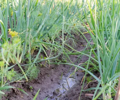 Červen to snad zachrání - záhon cibule po dešti