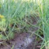 Červen to snad zachrání - záhon cibule po dešti