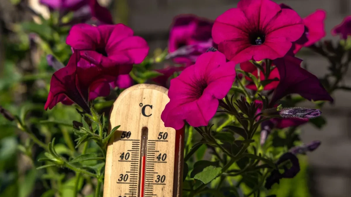 Magenta petunia flowers surround a wooden thermometer hanging among green foliage.