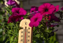 Magenta petunia flowers surround a wooden thermometer hanging among green foliage.