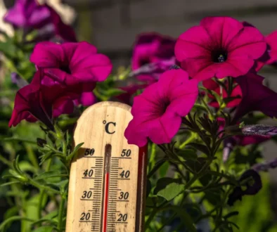 Magenta petunia flowers surround a wooden thermometer hanging among green foliage.
