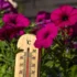 Magenta petunia flowers surround a wooden thermometer hanging among green foliage.