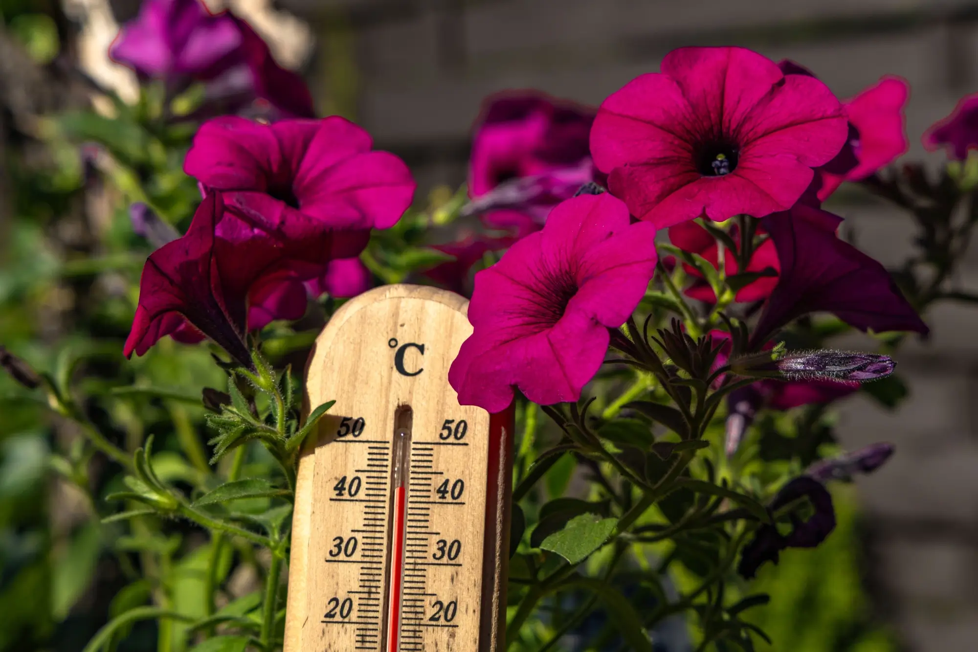 Magenta petunia flowers surround a wooden thermometer hanging among green foliage.