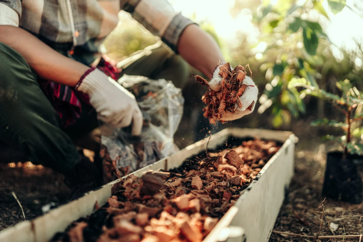 shutterstock_2465801567 1 | TVGURU.cz Gardener wearing gloves and a plaid shirt tossing shredded leaves into a raised garden bed outdoors.