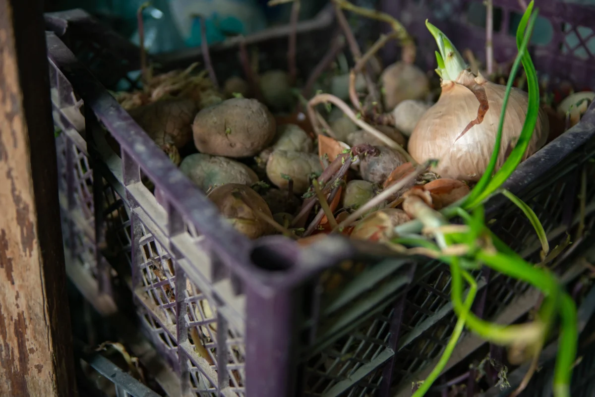 shutterstock_2747034865 1 | TVGURU.cz Onions and other vegetables piled in a purple plastic crate in a dim storage area, with soil and stems scattered nearby.