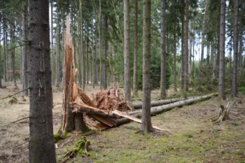 V lese se válí zlomený strom.