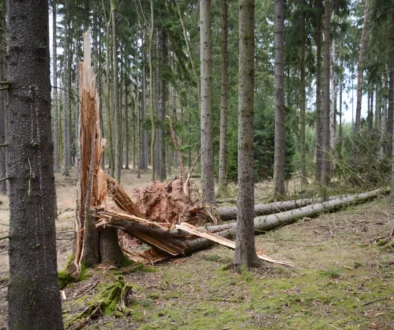 V lese se válí zlomený strom.