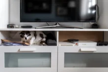 Kočka leží pod televizí.