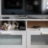 Kočka leží pod televizí.