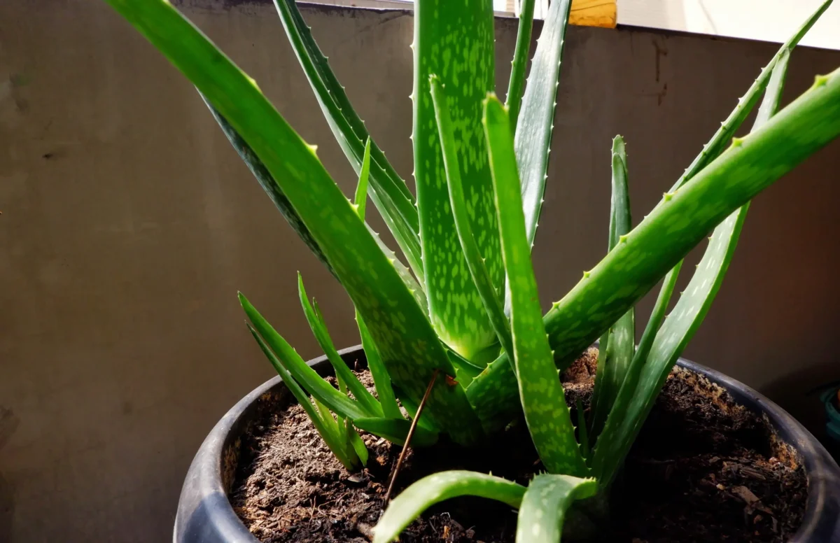V květináči roste aloe vera.