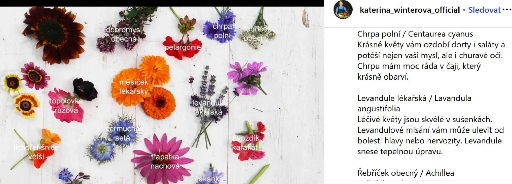 Z Instagramu Kateřiny Winterové - herbář, popis bylin