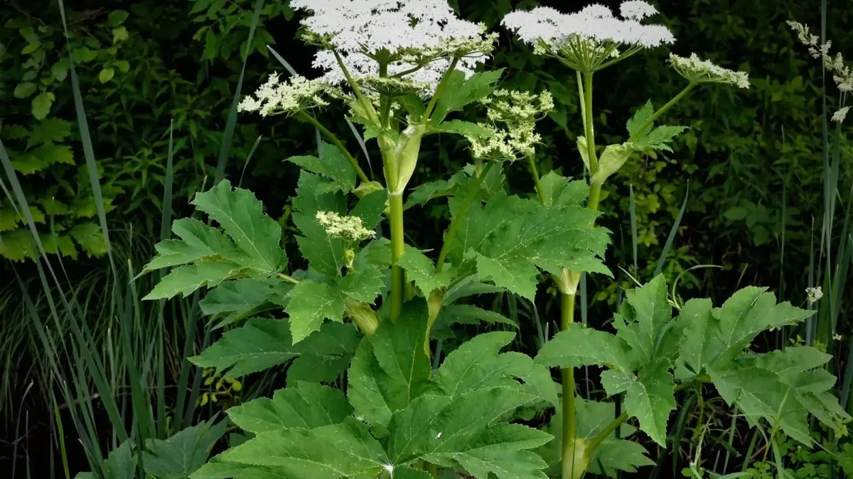 Tall green plant with flat, white umbel-shaped flower clusters atop sturdy stems amid dense foliage.