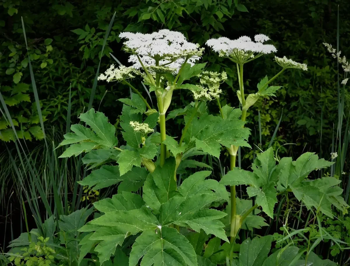 Tall green plant with flat, white umbel-shaped flower clusters atop sturdy stems amid dense foliage.