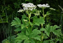 Tall green plant with flat, white umbel-shaped flower clusters atop sturdy stems amid dense foliage.