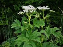 Tall green plant with flat, white umbel-shaped flower clusters atop sturdy stems amid dense foliage.