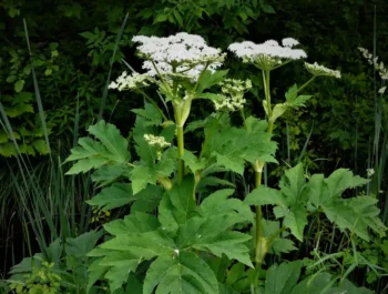 Tall green plant with flat, white umbel-shaped flower clusters atop sturdy stems amid dense foliage.