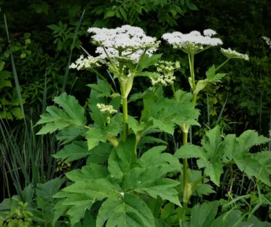 Tall green plant with flat, white umbel-shaped flower clusters atop sturdy stems amid dense foliage.