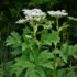 Tall green plant with flat, white umbel-shaped flower clusters atop sturdy stems amid dense foliage.