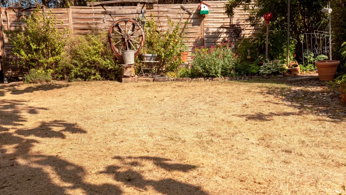 Sunny backyard garden with a weathered wooden fence, a large wagon wheel planter, and potted plants along a stone border.