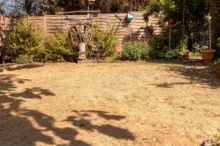 Sunny backyard garden with a weathered wooden fence, a large wagon wheel planter, and potted plants along a stone border.