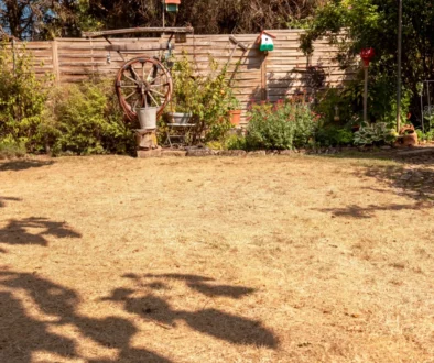 Sunny backyard garden with a weathered wooden fence, a large wagon wheel planter, and potted plants along a stone border.