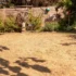 Sunny backyard garden with a weathered wooden fence, a large wagon wheel planter, and potted plants along a stone border.
