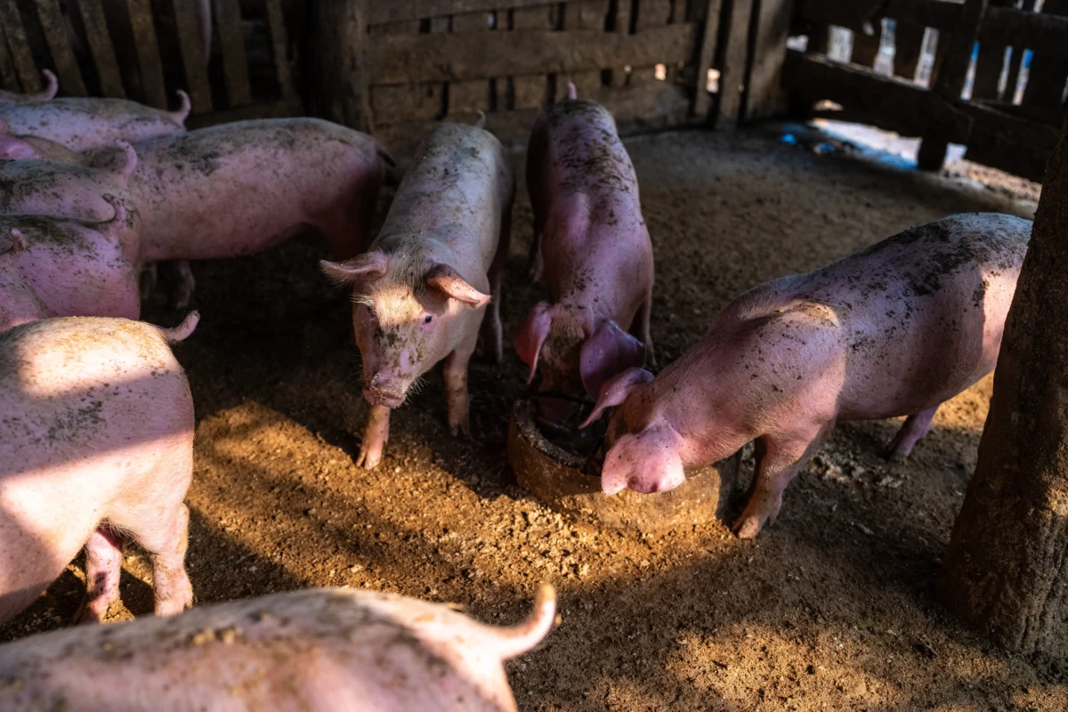 Group of muddy pink pigs standing and foraging in a dirt-floored pen under a wooden shelter