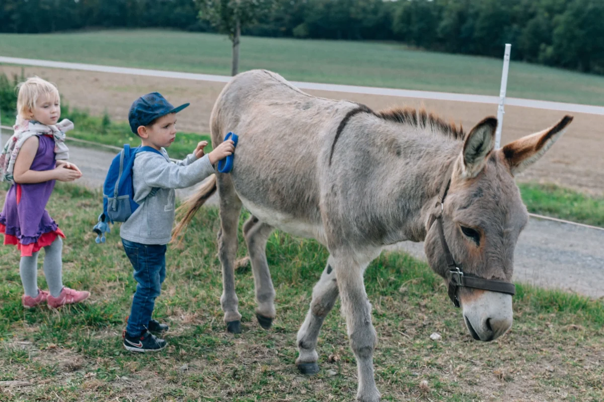 Children with backpacks pet a gray donkey in a grassy paddock near a fence.