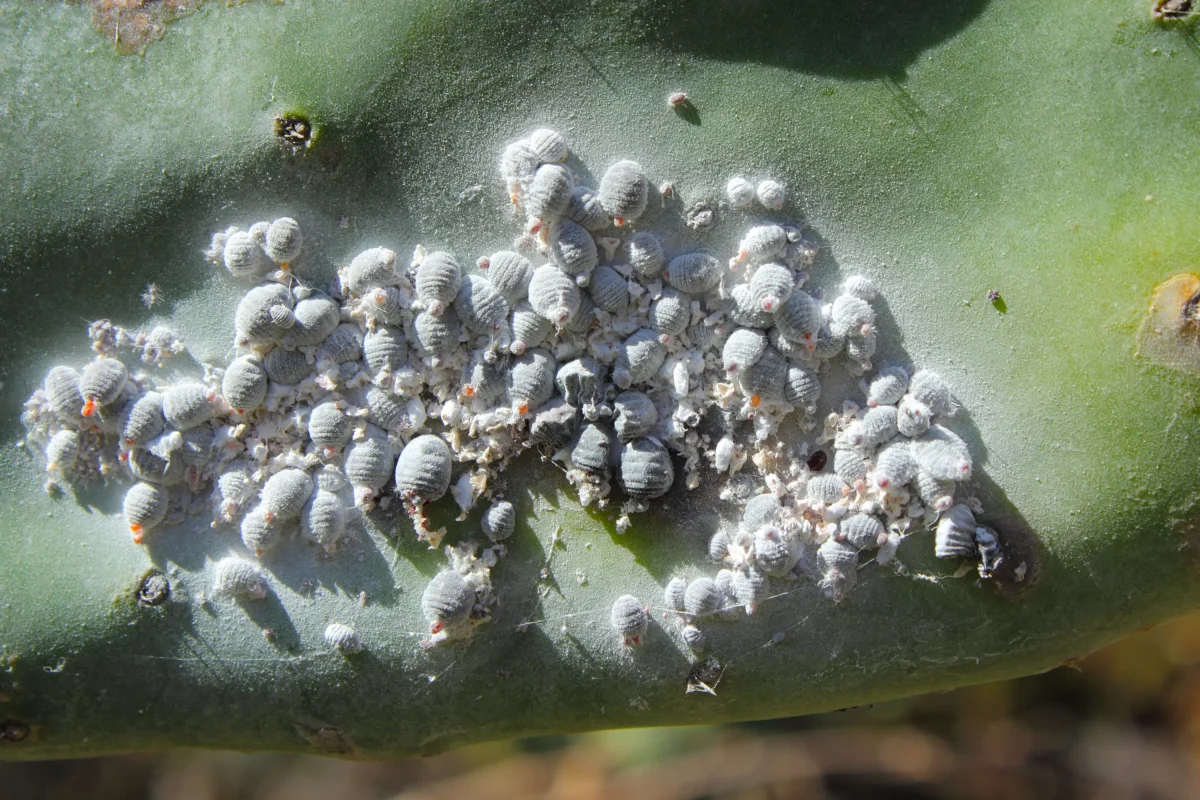 Cluster of white, fuzzy scale insects on a green plant stem close-up