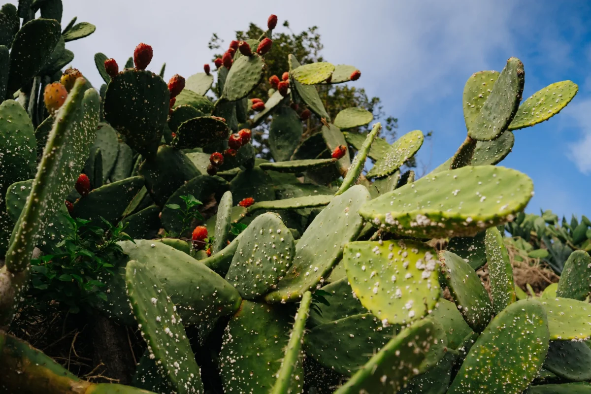 Close-up of prickly pear cactus pads with red fruit against a blue sky background.