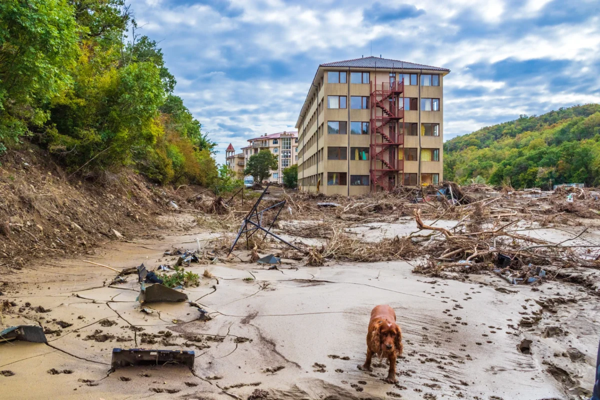 Dog in the foreground on cracked mud and debris, with a beige apartment building and red exterior stairs in the background amidst destruction and rubble.
