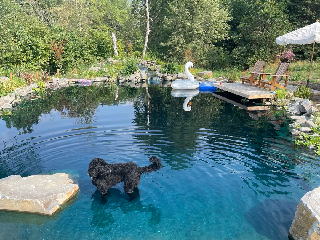 Backyard pool scene with a black dog standing in clear water near rocks and a white inflatable swan in the pool.