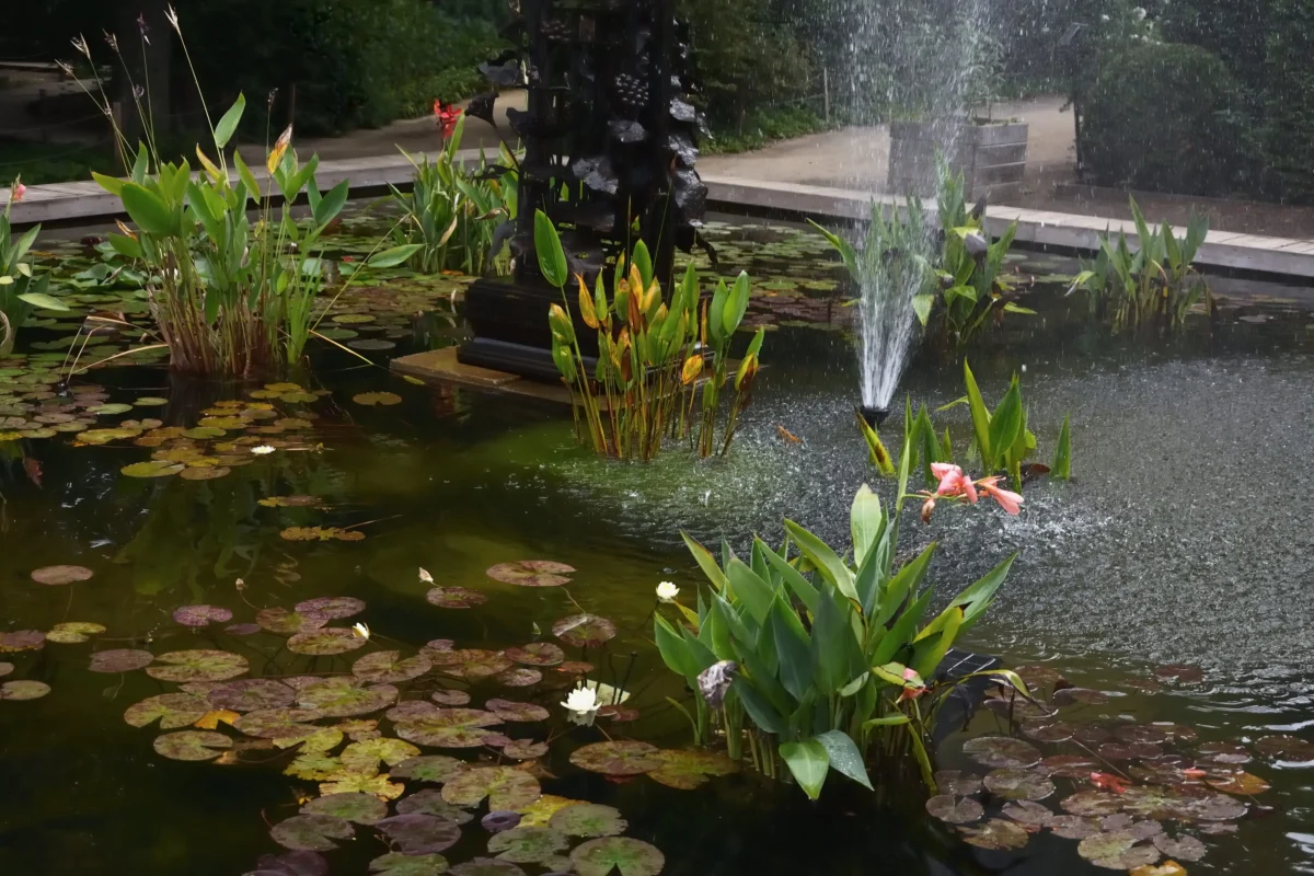 Pond in a park with lily pads and tall green plants, and a fountain near a dark statue.