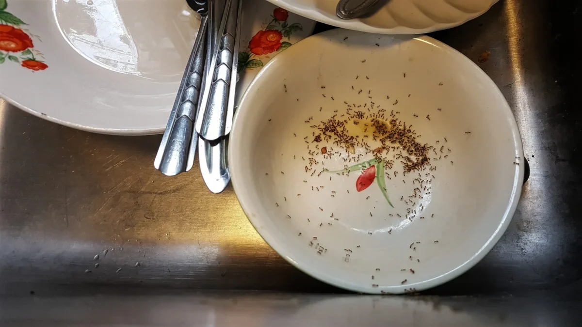 Mravenci lezou po nádobí ve dřezu.
