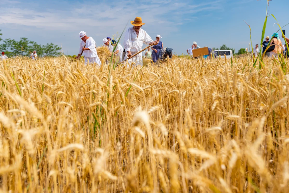 People in white clothing harvesting golden wheat with scythes in a sunlit field, blue sky above.
