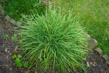 Pažitka
