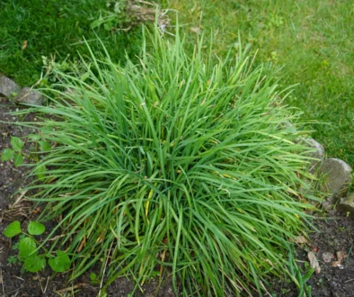 Pažitka