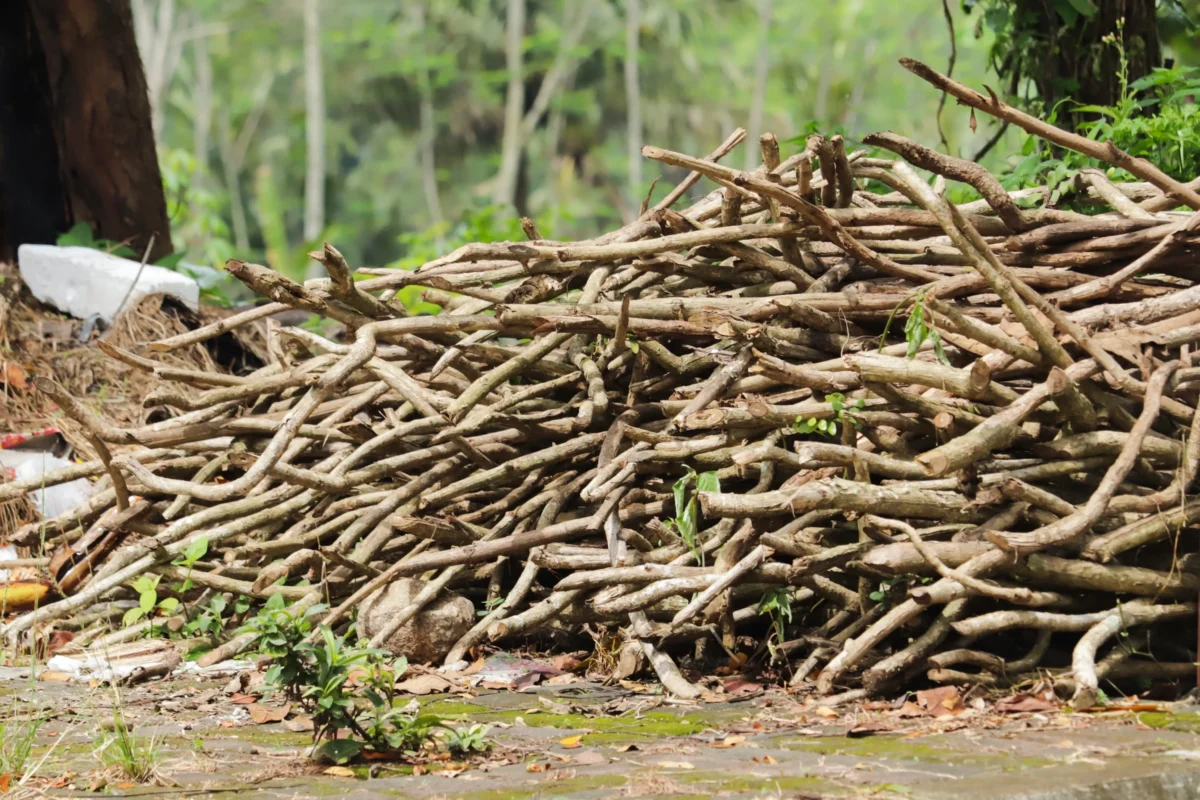 shutterstock_2716368039 1 | TVGURU.cz Pile of dry sticks and branches piled on the ground in a forested area with green plants in the background and a tree trunk on the left.
