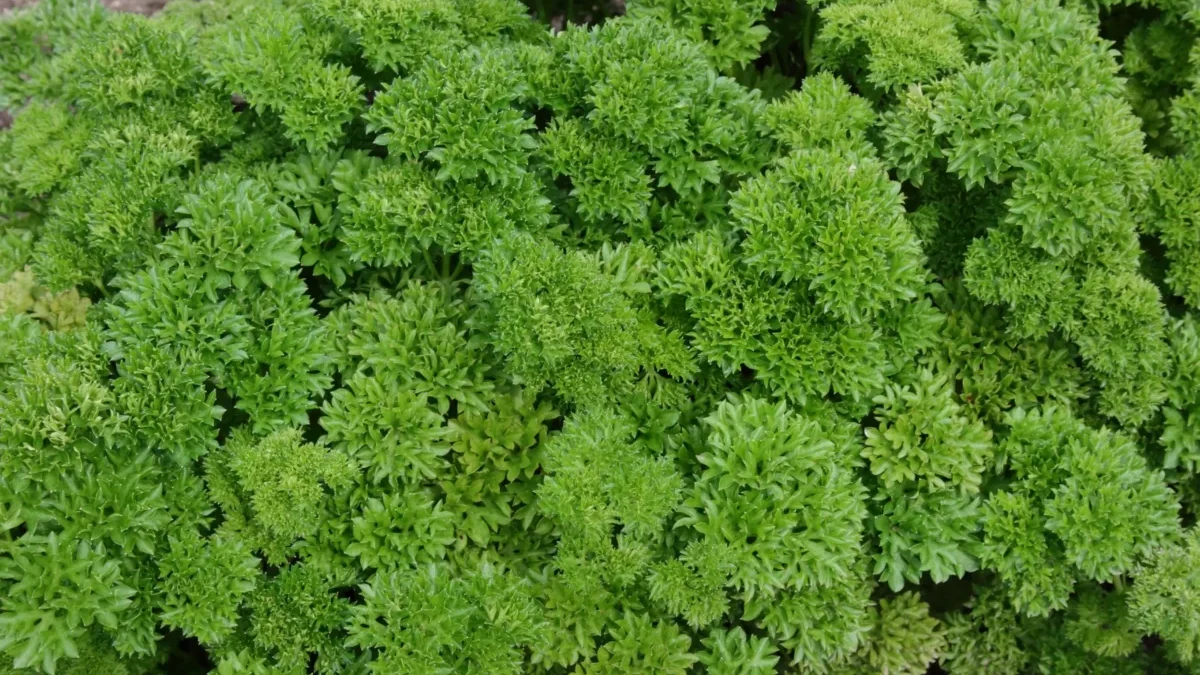 Close-up of dense, bright green, curly-leaved shrub foliage filling the frame.