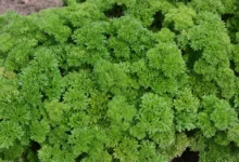 Close-up of dense, bright green, curly-leaved shrub foliage filling the frame.