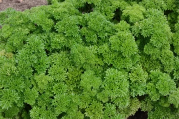 Close-up of dense, bright green, curly-leaved shrub foliage filling the frame.