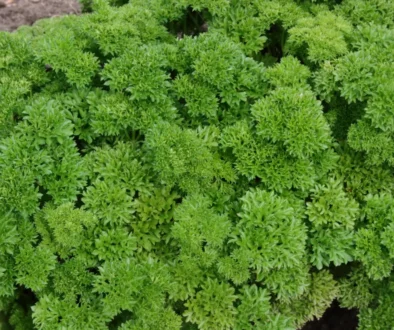 Close-up of dense, bright green, curly-leaved shrub foliage filling the frame.