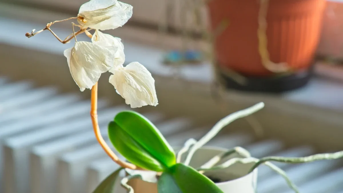 odkvetlá orchidej