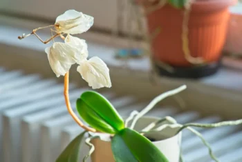odkvetlá orchidej