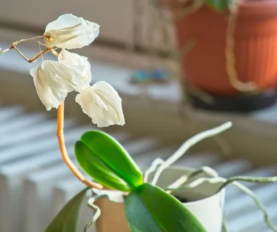 odkvetlá orchidej